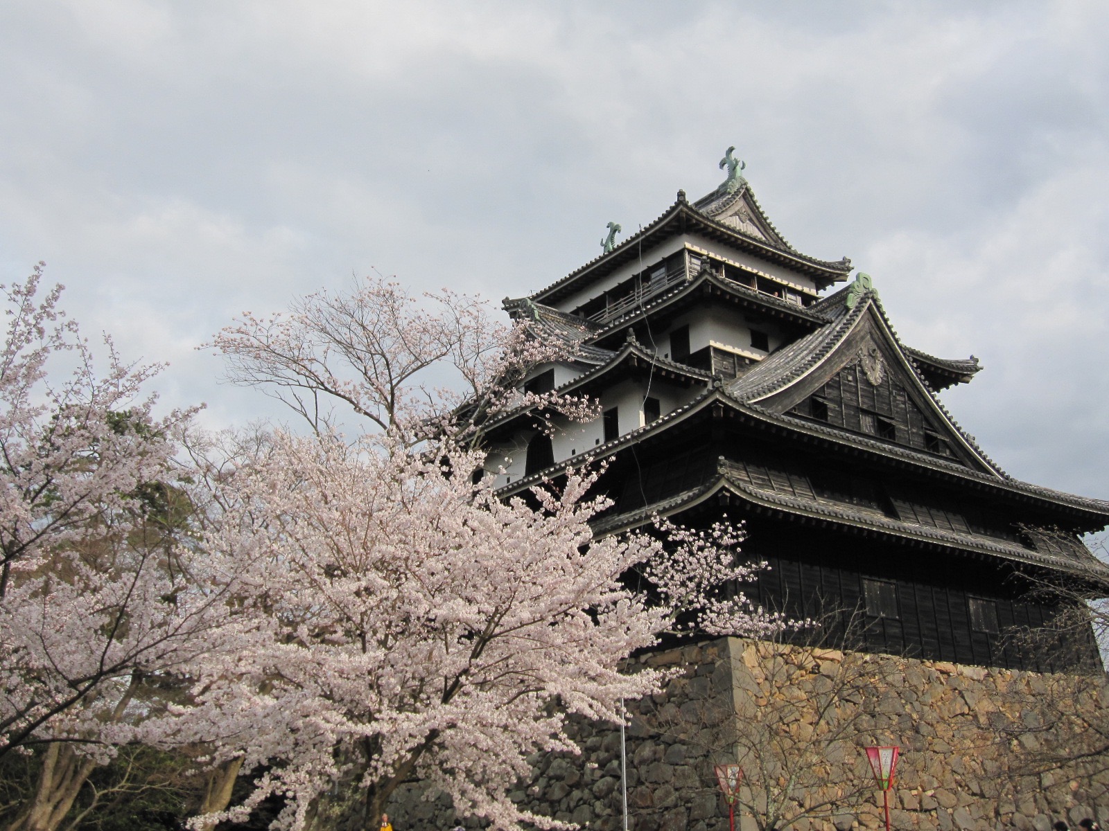 How to enjoy cherry blossoms.