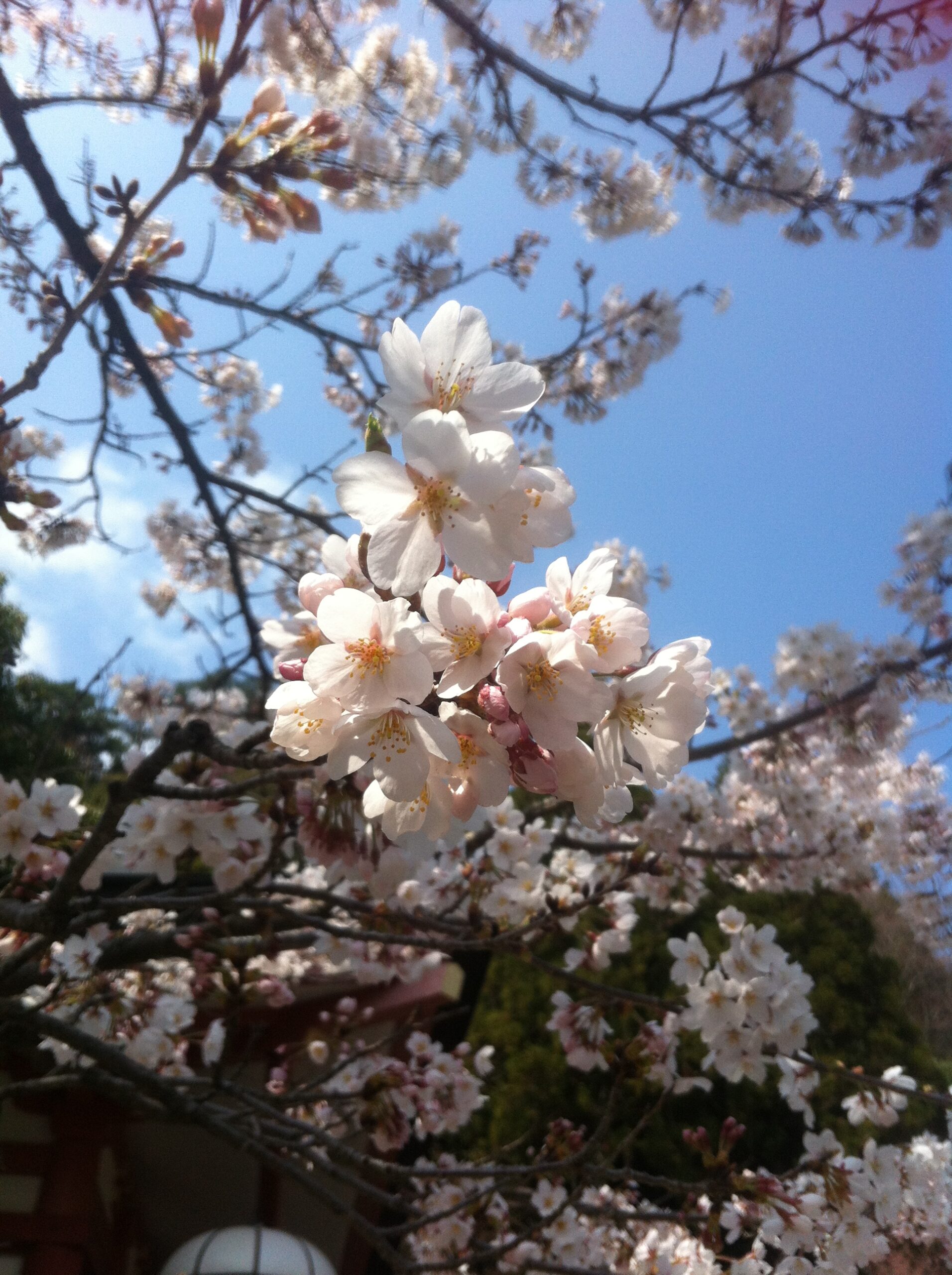 Experience Sakura Blooming in Toronto This Spring