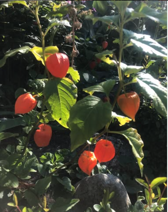 Hozuki(鬼灯)、Japanese (Chinese) Lantern Plant