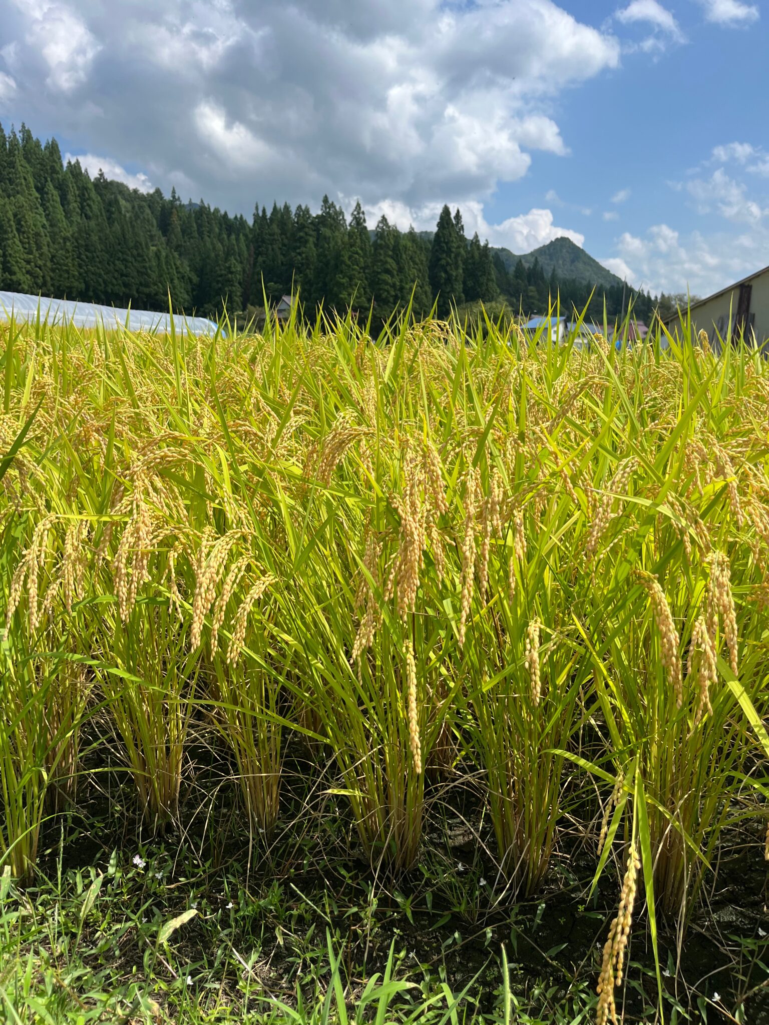 Japanese Rice Plot September Rice Harvest in Japan: More Than Just Food, A Celebration of ...