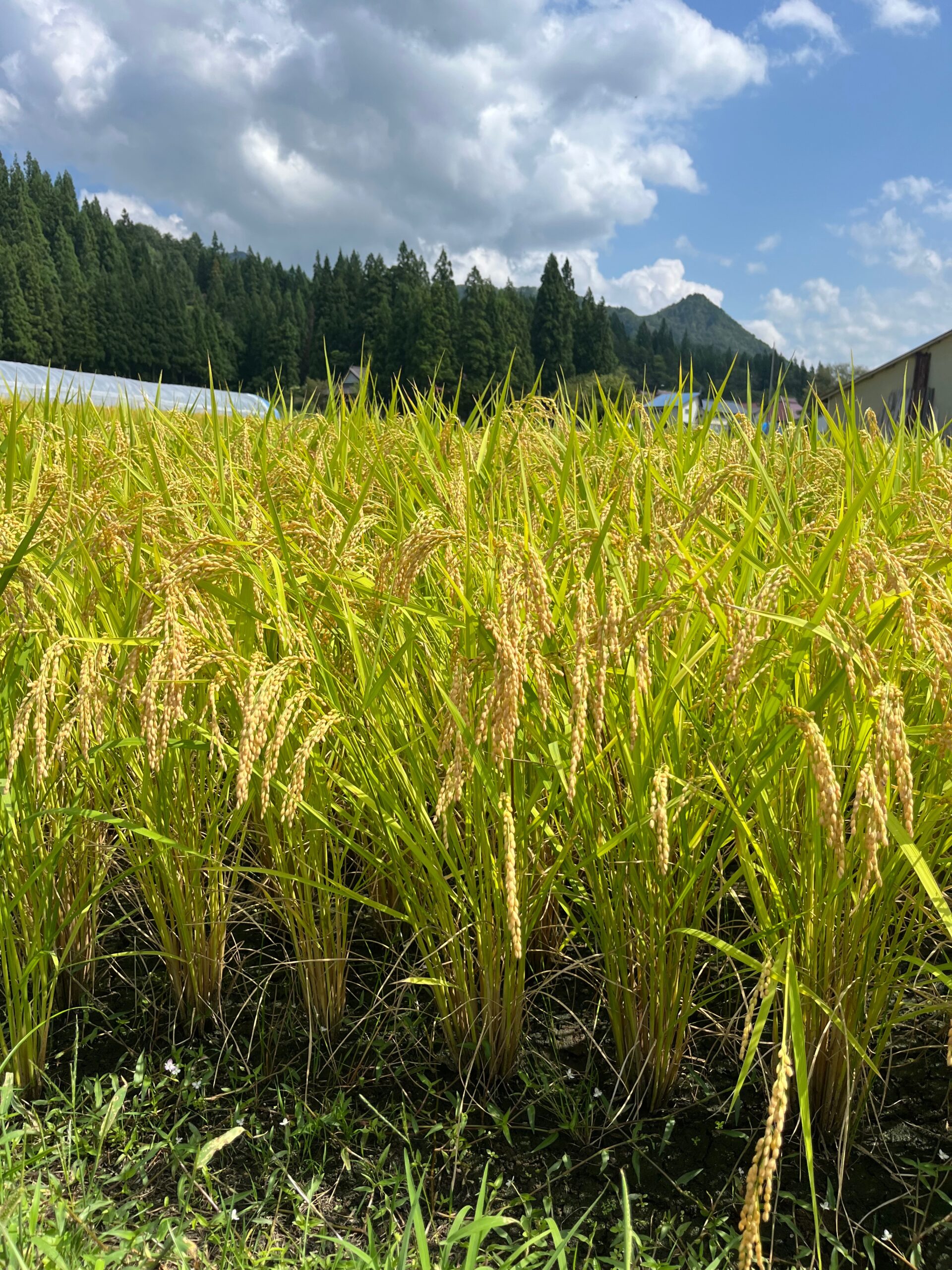 September Rice Harvest in Japan: More Than Just Food, A Celebration of Life