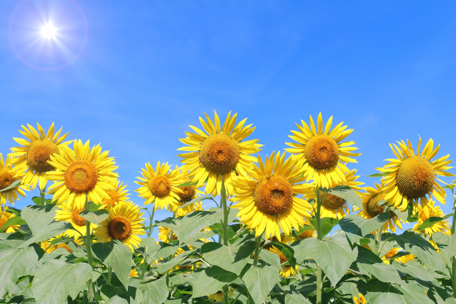 How to Handle Extreme Heat in Japan: Everyday Tips from Japanese Summers